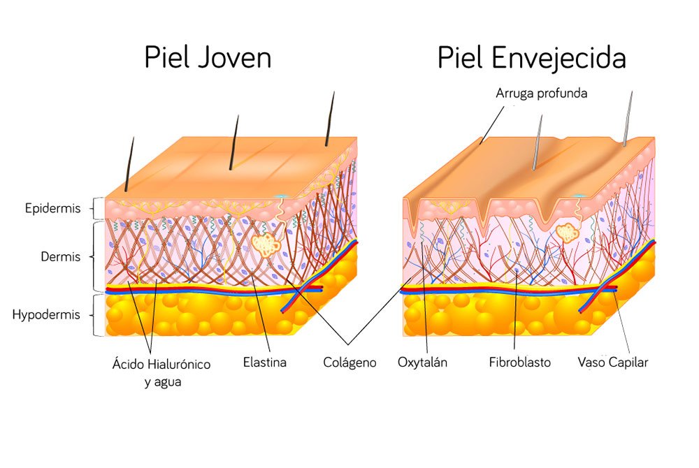 Diferencias entre la estructuras de la piel joven y la piel envejecida