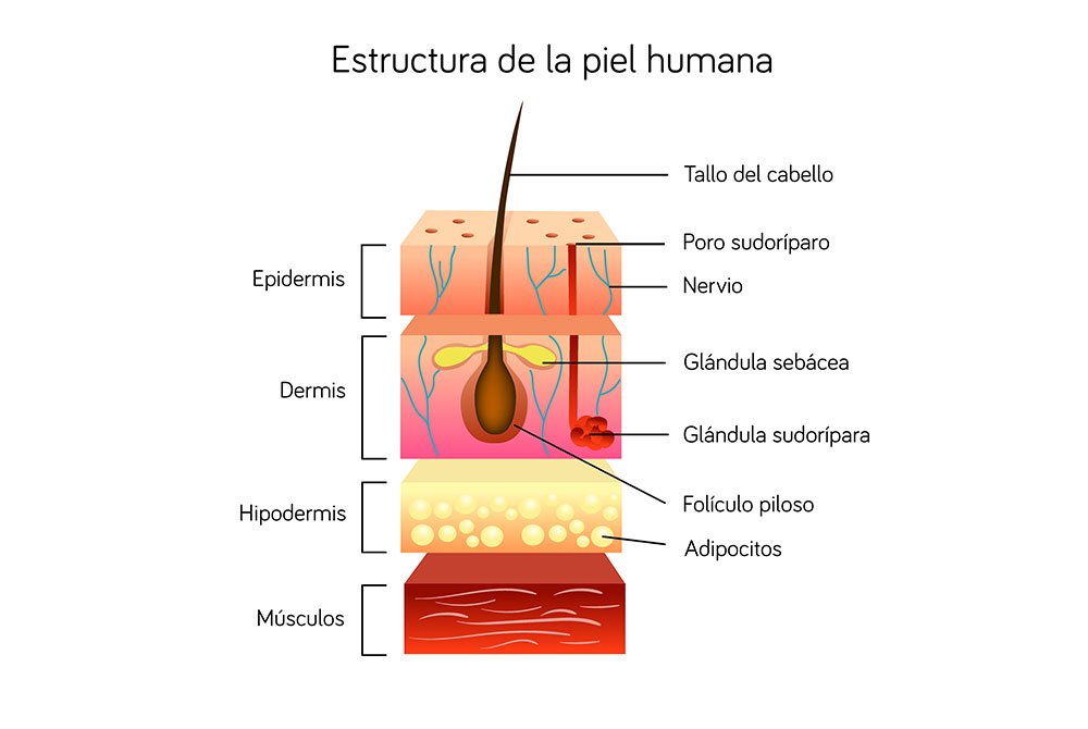 Estructura de la piel humana